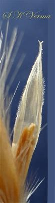  Palea- 2-keeled and keels ciliate
